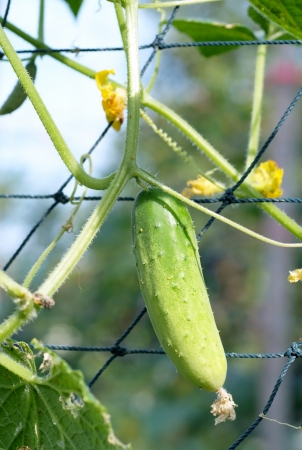 A fresh cucumber slither on  netの写真素材