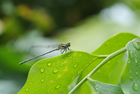 Dragonfly was perched  on leaf after raining