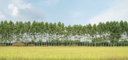 Rice field and pine with a blue sky in thailandの写真素材