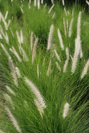 A beautiful grass flower in the gardenの写真素材