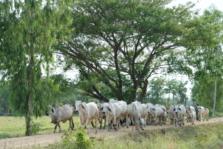 The herds are walking at countryside of thailandの写真素材