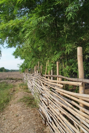 Bamboo fence with bamboo tree at countryside of thailandの写真素材