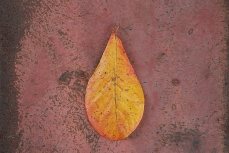 Dry leaf on grunge background