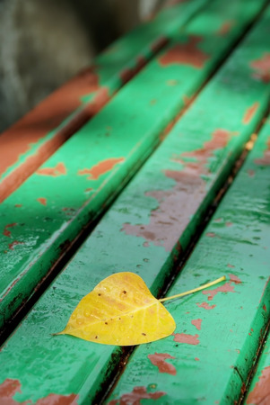 Dry leaf after the raining on old benchの写真素材