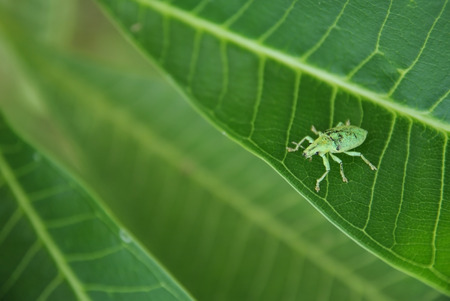 The green insect camouflage colors similar to leaves
