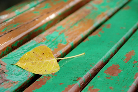 Dry leaf after the raining on old benchの写真素材