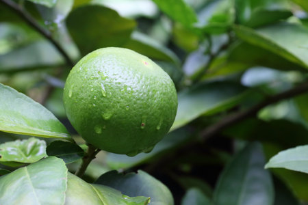 Fresh lime in the garden