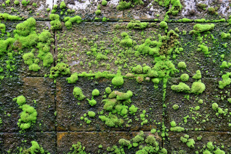 A lot ofl moss on the moist wallの写真素材