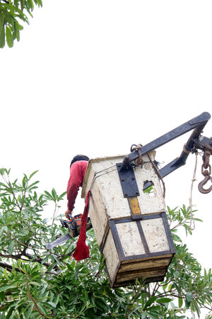 A man working on crane for cut the tree