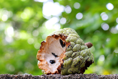 This damaged custard apple by the squirrel