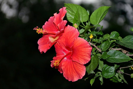 A beautiful red hibicus in nature with black background