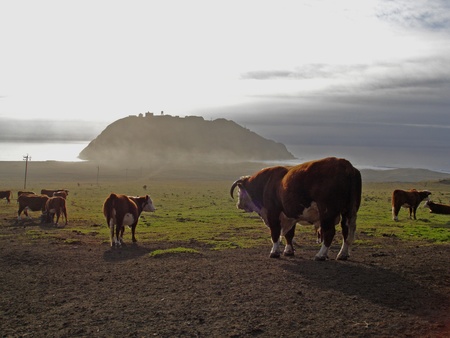 Big Sur cows                               の写真素材