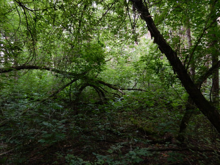 in the forestの写真素材