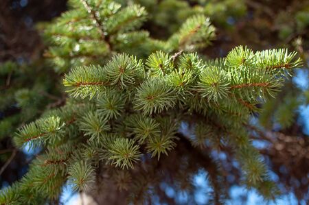 A close-up of a fluffy branch of spruce on a blurous background.の写真素材