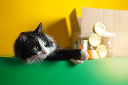 The concept of delivery food for a pet. Contactless delivery of pet goods, Pet Care. Beautiful black and white cat. Copy spaceの写真素材