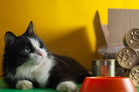 The concept of delivery food for a pet. Contactless delivery of pet goods, Pet Care. Beautiful black and white cat. Copy spaceの写真素材
