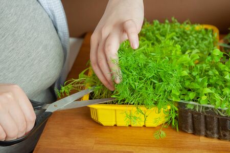Growing greenery at home. Small arugula, basil, dill in a plastic pot.の写真素材