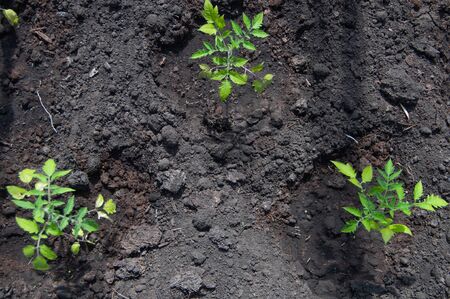 Tomato seedlings in a greenhouse. Close-up, selective focus, blurred background.の写真素材