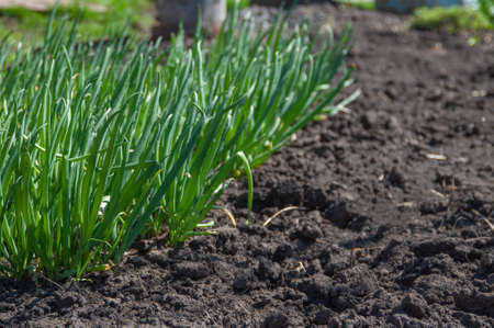 Fresh green onion turnips in the garden. Close-up photoの写真素材