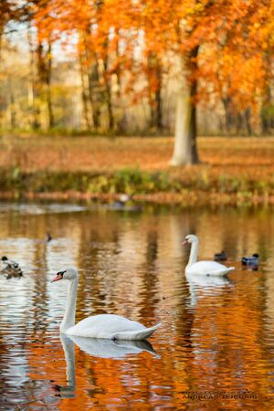 Swan Lake in autumnの写真素材