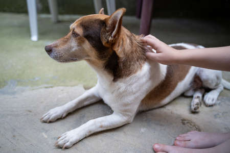 Child pats his little dog while they sit on the concrete floorの写真素材