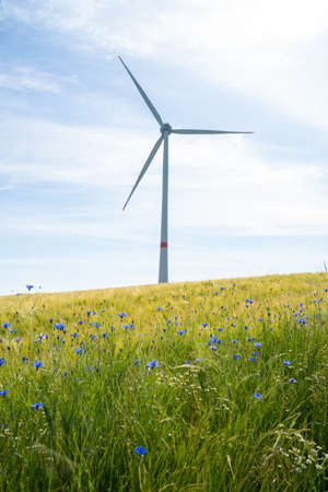 Wind turbine on the grain field with beautiful blue cornflowers and blue sky in summerの写真素材