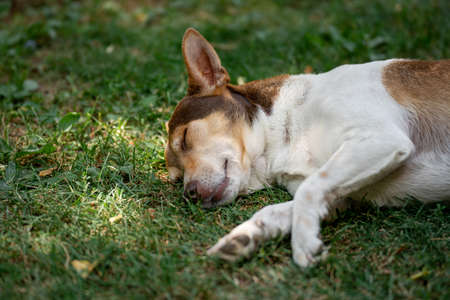 Little dog sleeps on the grass in the gardenの写真素材