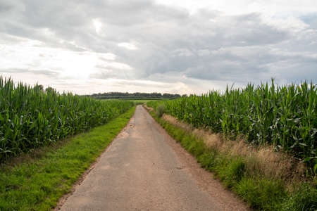 Asphalted path between corn fields with cloudy skyの写真素材