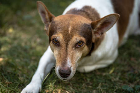 Young dog with brown and white fur lying in the grass in the yard and looking sweetly into the cameraの写真素材