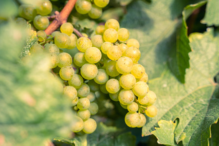 Ripe yellow grapes with green leaves in the vineyardsの写真素材