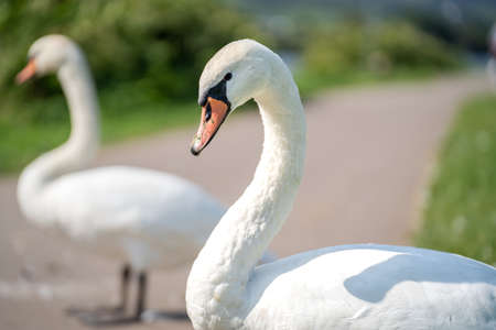 Swan with grass in the beak on a sidewalk in the countrysideの写真素材