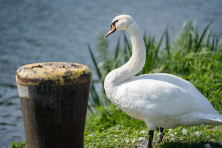 Swan stands on the grass on a warm summer day and looks at the riverの写真素材