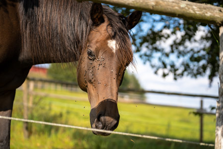 Brown mare with a lot of flies on her face looks at the camera through the pasture fenceの写真素材