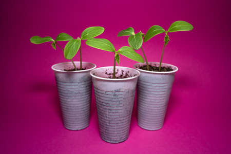 Three one week old cucumber plants in springtime with white plastic cups and pink backgroundの写真素材
