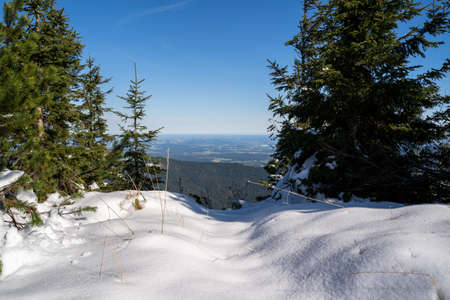 Snow on the mountain top with fir trees on the sides and a blue sky on a sunny day in winterの写真素材
