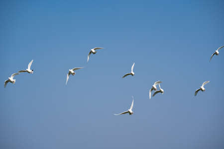 A group of flying white doves in the blue sky