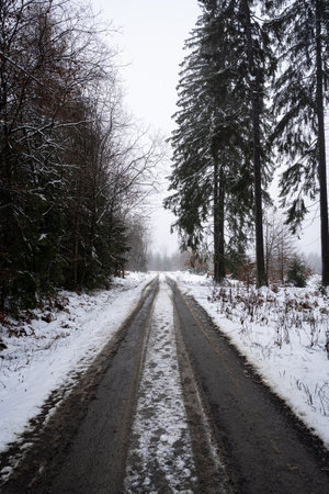 Snowy road with lanes between trees in the forestの写真素材