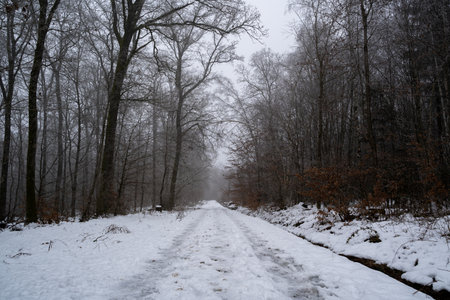 Snowy walkway in the forest on a foggy day in winterの写真素材
