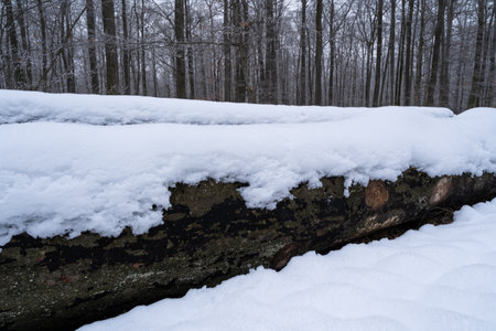 Large beech tree trunks lying on the forest floor and covered with snowの写真素材