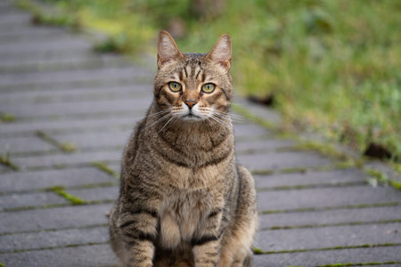 European shorthair cat with green eyes sitting on a stone pavementの写真素材