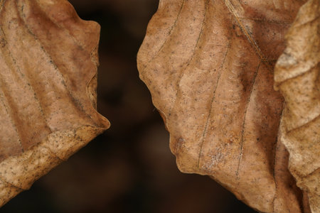 Extreme close up of brown dried up beech leaves in autumn