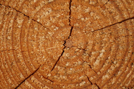 Close up of growth rings of a sawed off pine treeの写真素材