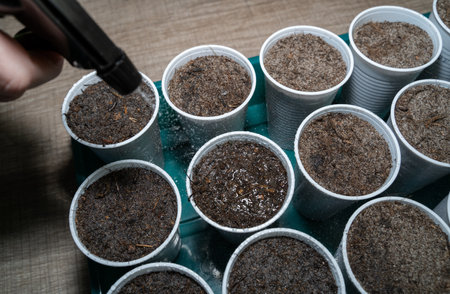 Fresh vegetables sowing in plastic cups are watered with a sprayerの写真素材