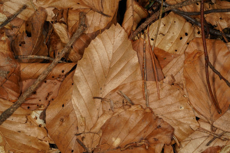 Autumnal background with brown beech leaves, pine needles and small wooden twigs on the forest floor