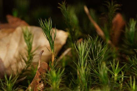 Close up of green moss on the forest floorの写真素材