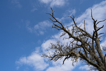Old leafless tree with blue sky in spring and space for text on the sideの写真素材