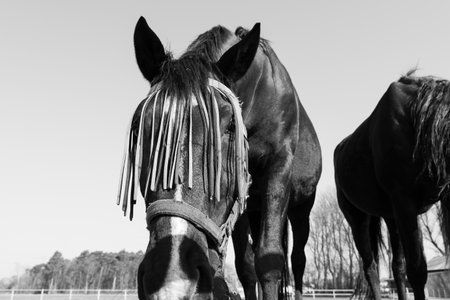 Black and white close up of a horse with fly protection on the faceの写真素材