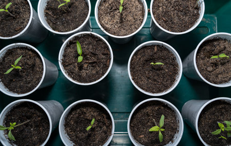 Top view of cups with green growing vegetable seedlings in spring