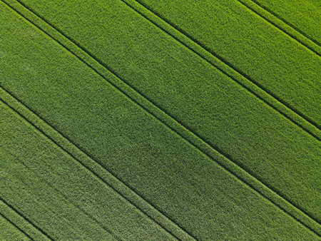 Green striped crop field from above in springの写真素材