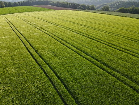 Green growing crop field on a sunny day in spring from above